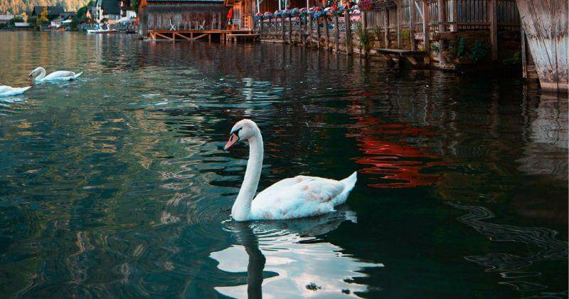 pexels.com/Michael Block