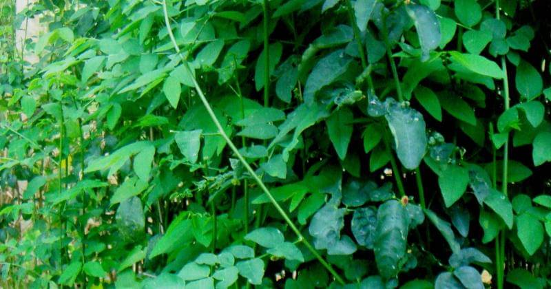 Flickr/Ahmad Fuad Morad