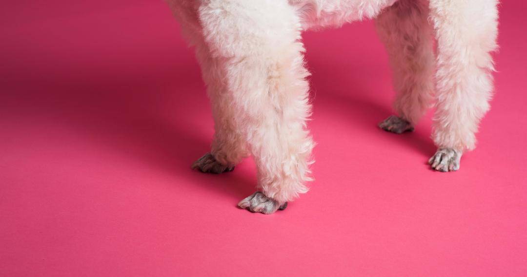 Pexels/Goochie Poochie Grooming