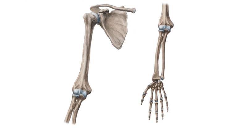 Youtube.com/Kenhub - Learn Human Anatomy