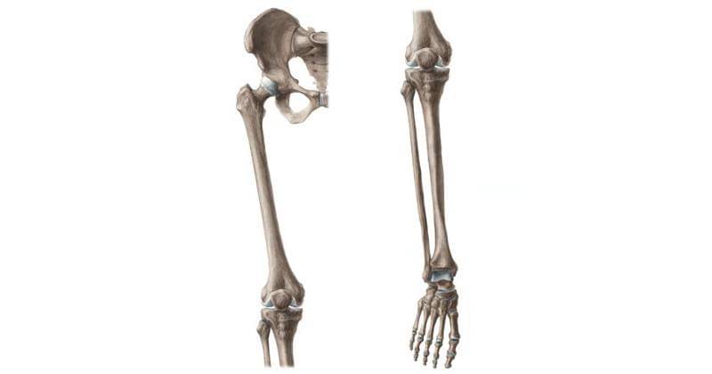 Youtube.com/Kenhub - Learn Human Anatomy