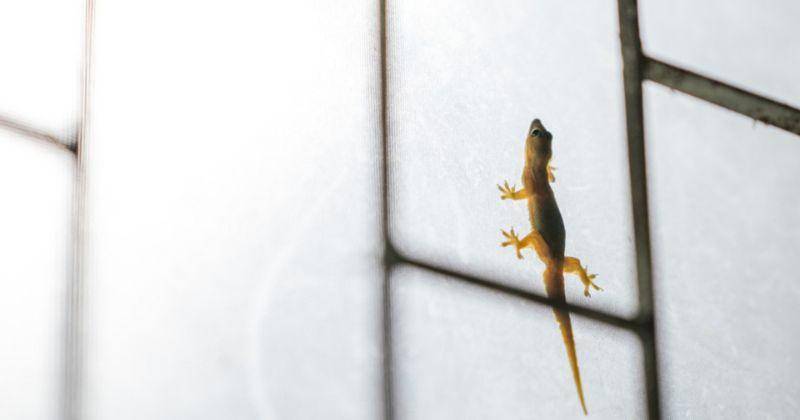 8 Fakta Keberadaan Cecak di Rumah, Bisa Bawa Penyakit