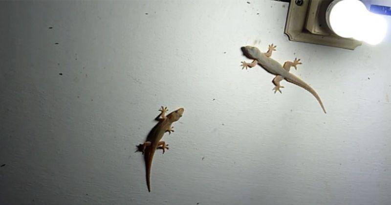 ridmycritters.com