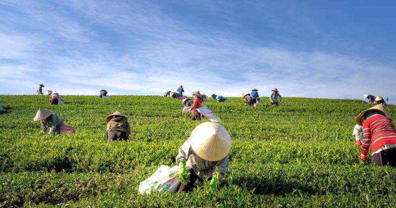 Pexels/Quang Nguyen Vinh