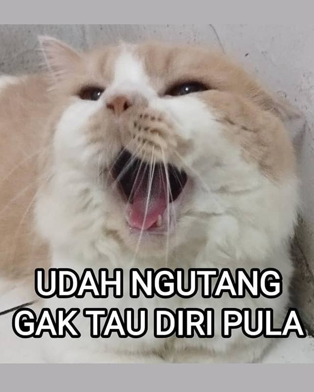 25 Foto Kucing Meme Lucu, Ekspresif dan Gemas Banget | Popmama.com