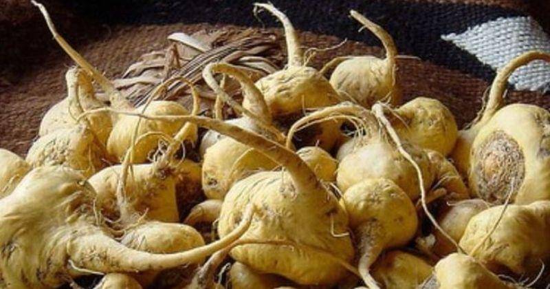 Instagram/Regenbysaj