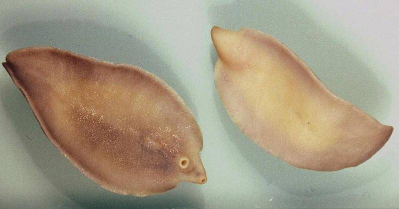 commons.wikimedia.org