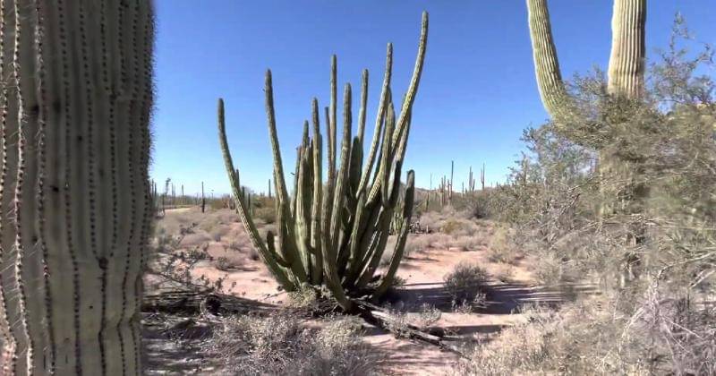 Youtube.com/Kiss Cactus