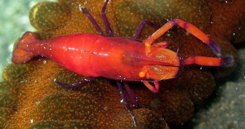 commons.wikimedia.org