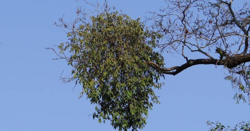 Pixabay/Bishnu Sarangi