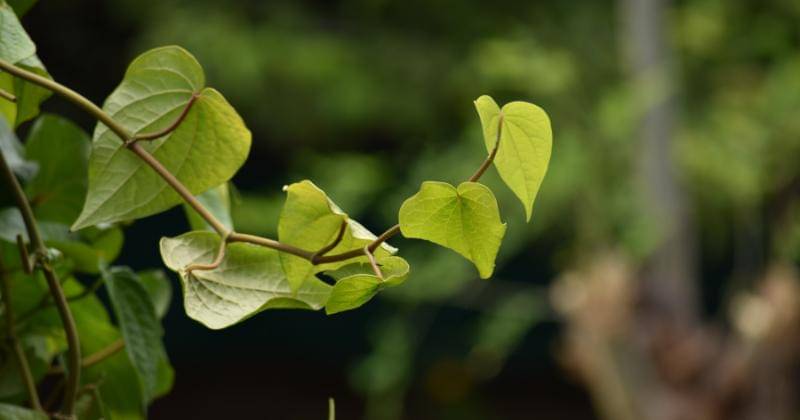 Unsplash/Vetrivel Viswanathar