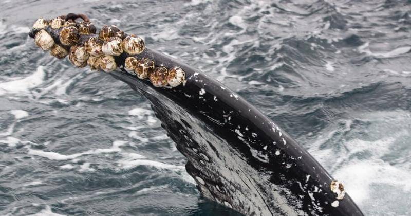 baleinesendirect.org