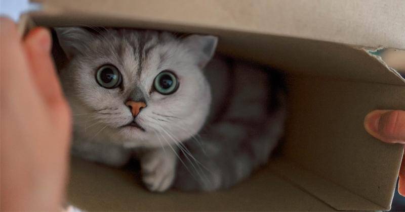 Pexels/Valeria Boltneva