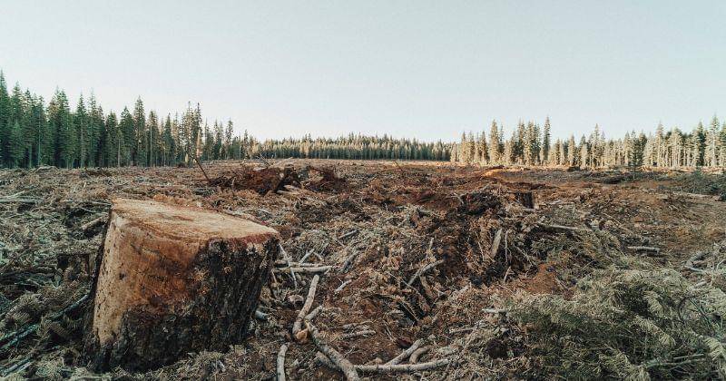 freepik/royaannmiller