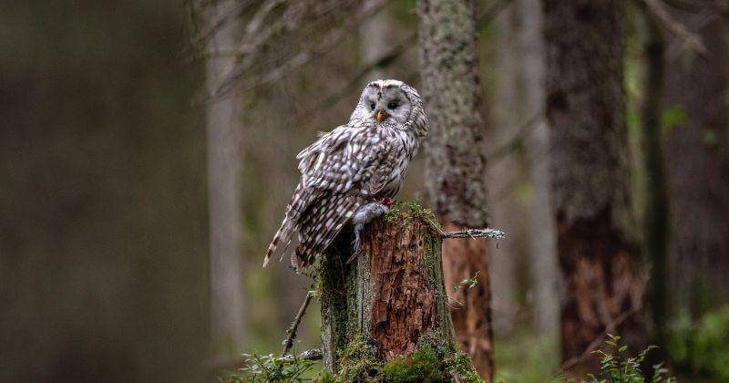 Pexels.com/Erik Karits