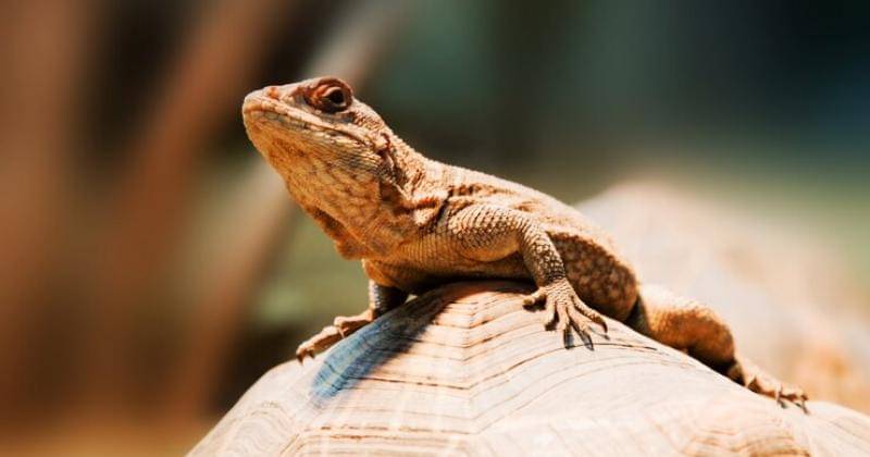 Freepik/Bedneyimages