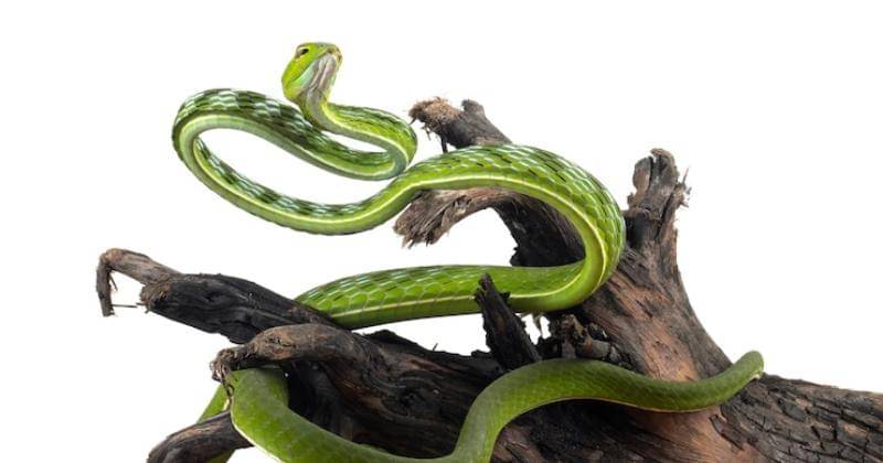 Freepik/Kuritafsheen77