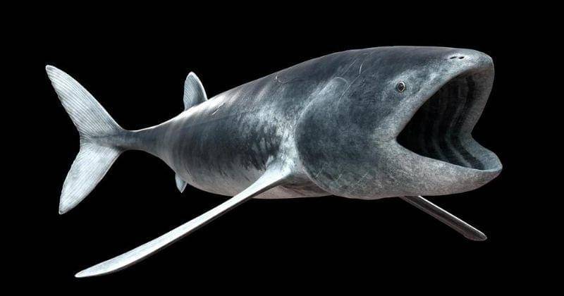 river-monsters.fandom.com