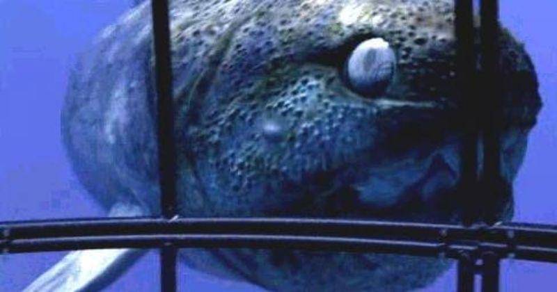 seamonsters.fandom.com