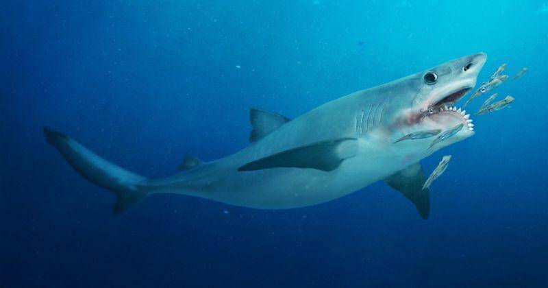 eartharchives.org/Julio Lacerda