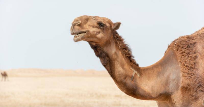 Pexels/Frans Van Heerden