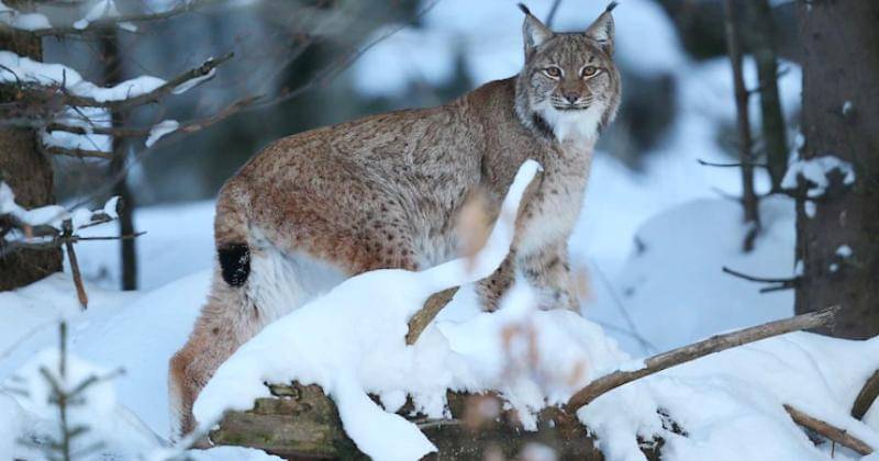 Freepik/Vladimircech