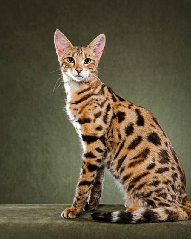 Kucing Ras Sedang 10 Ras Kucing Termahal di Dunia, Ada yang Seharga Rumah | Popmama.com