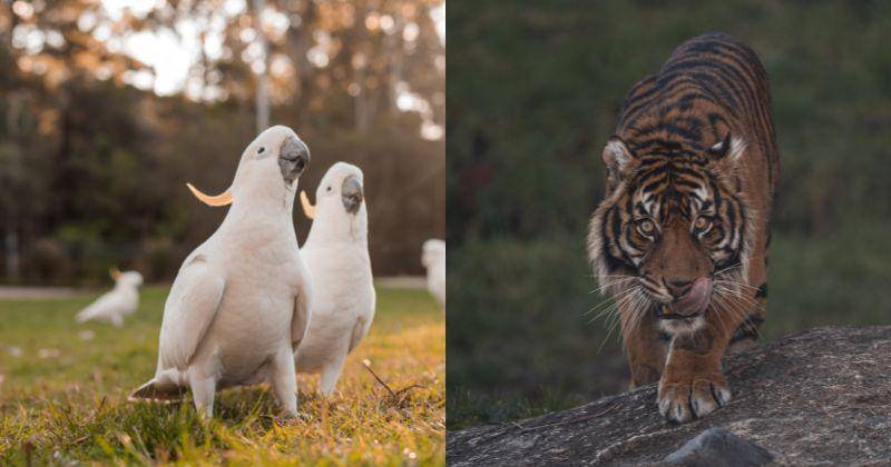 Ilustrasi burung kakaktua (kiri) dan harimau sumatra (kanan)  - Unsplash/lauraintacoma/kelli_mcclintock