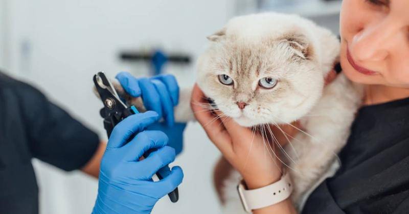 Freepik/Artursafronovvvv