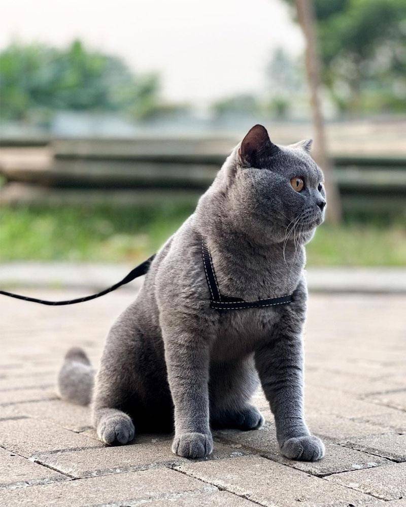 Instagram.com/harrisvriza