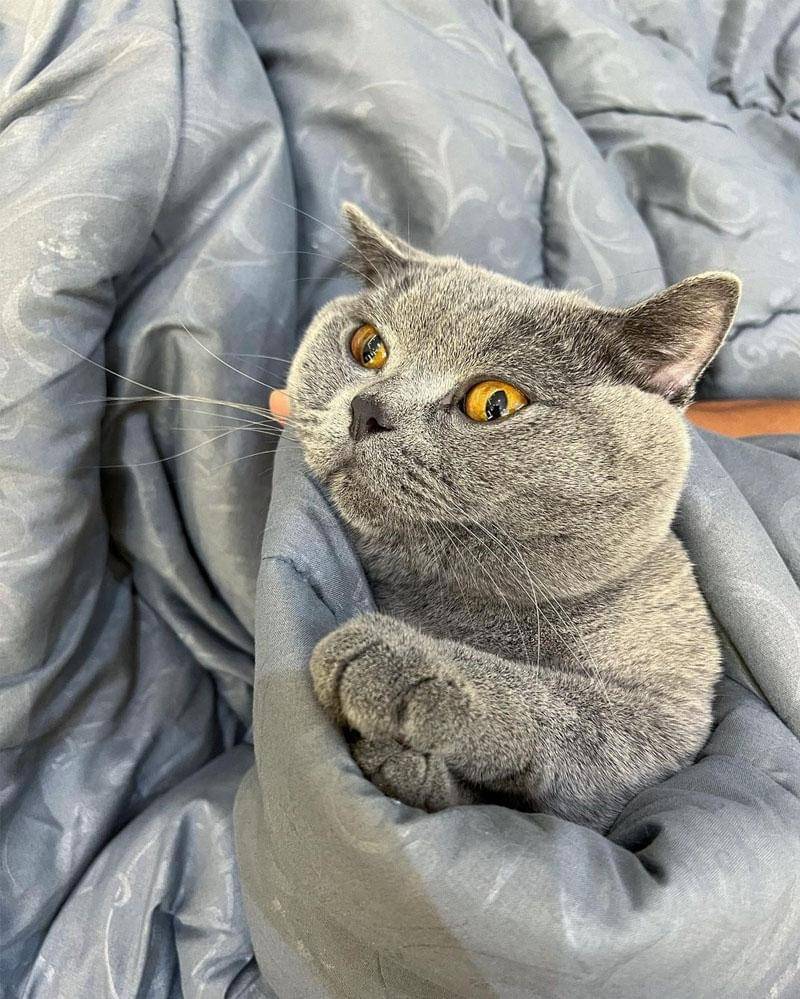 Instagram.com/locobsh