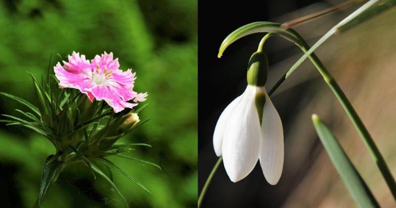 Pixabay/pasja1000 & Pixabay/ aruggeri