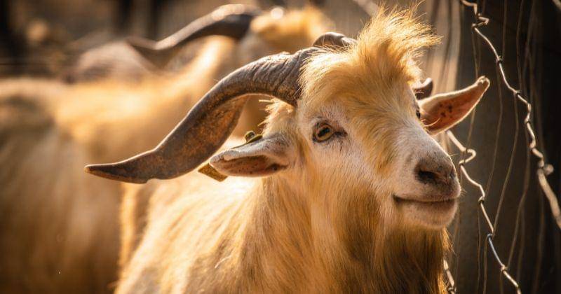 Pexels/Sippakorn Yamkasikorn