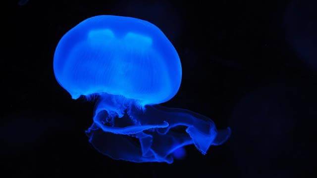 Pixabay/publicdomainpictures