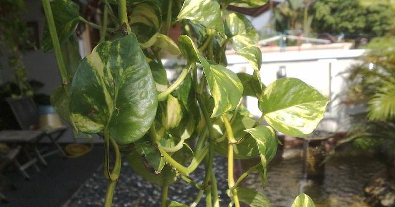 Flickr.com/Francis Chung