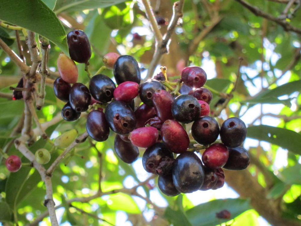 buah jamblang (flickr.com/Bat)