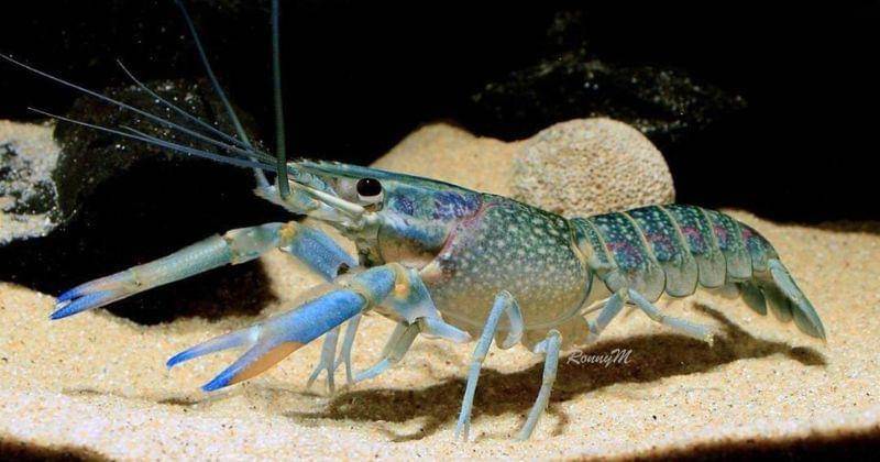 Instagram.com/ronnym88_photography