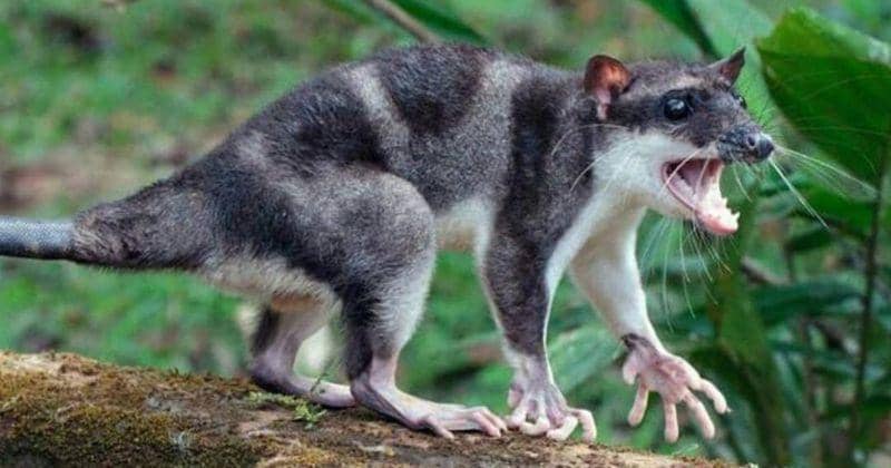 Instagram.com/fauna_increible