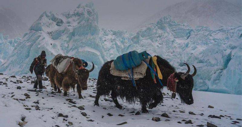 Instagram.com/unbiodiversity/renan_ozturk