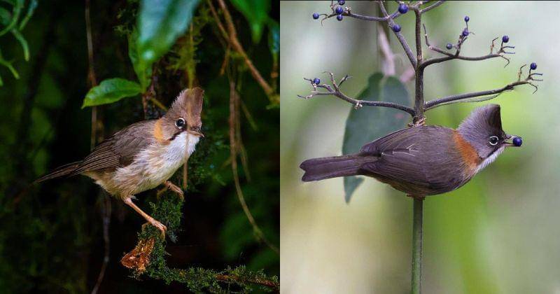 Instagram.com/aaditya_tili_clicks/kelderwildlifepictures
