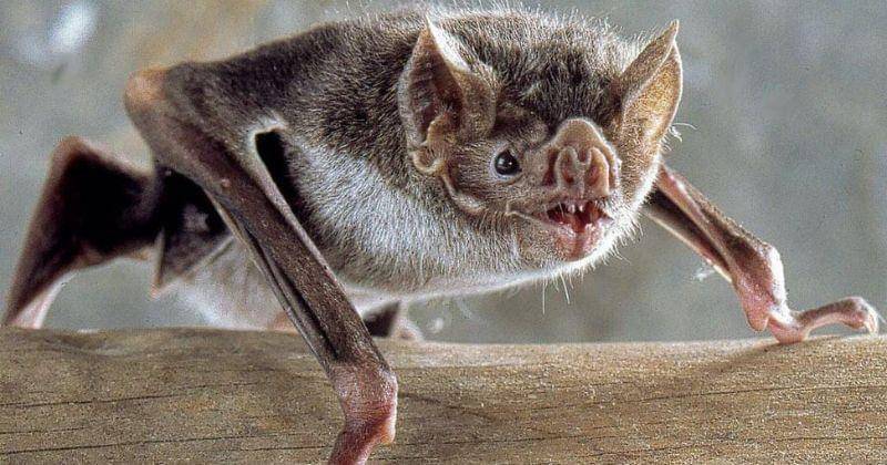 Instagram.com/ghouliachilds