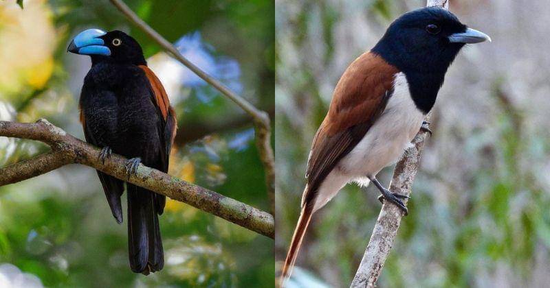 Instagram.com/cornellbirds/norfolk.wlblr