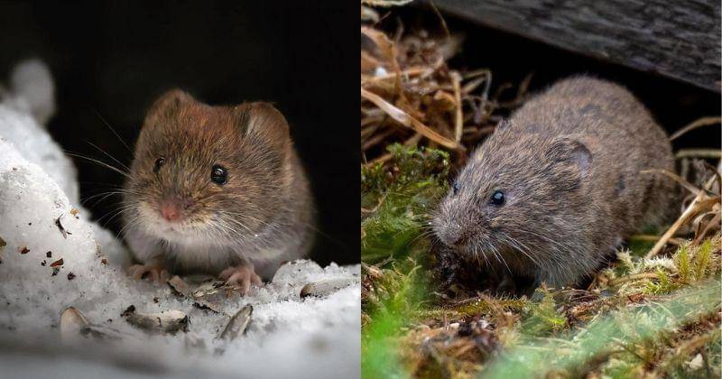 Instagram.com/soosseli/londonwlwildlife