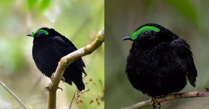 Instagram.com/paulmauryphotography/birdslovers__