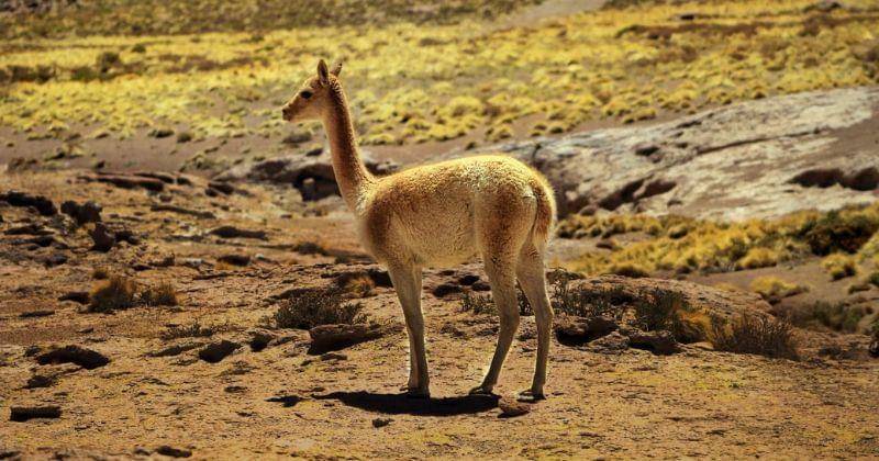 Pexels/daniela hernandez