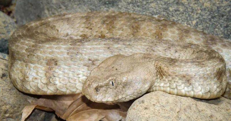 Instagram.com/herpinglebanon