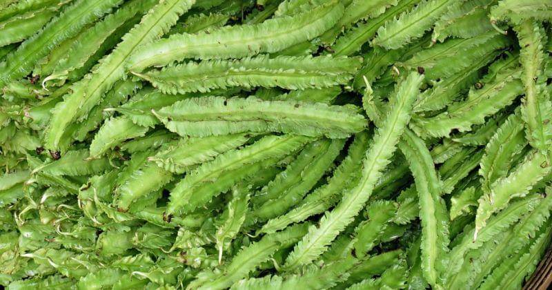 flickr/lindadevolder