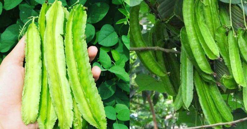 idntimes.com/iip-afifullah