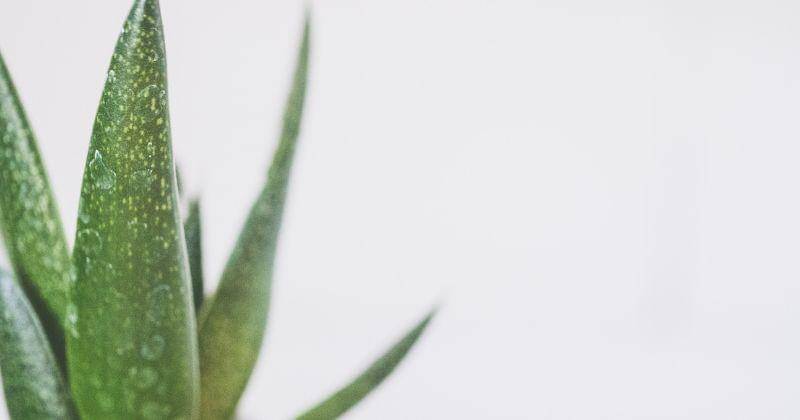 unsplash/jessicalewiscreative