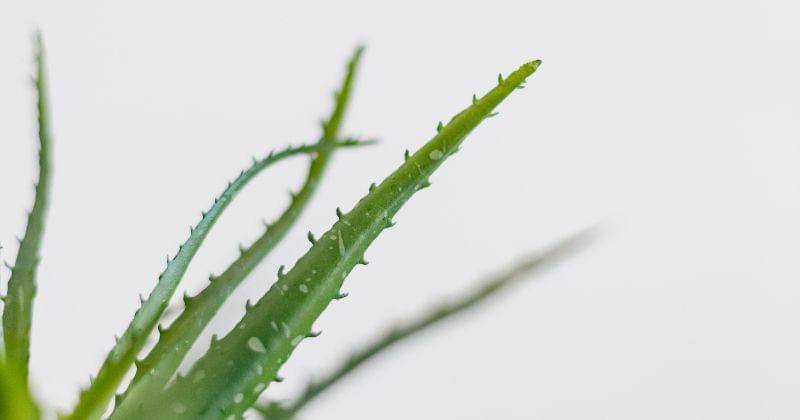 unsplash/sincerelymedia